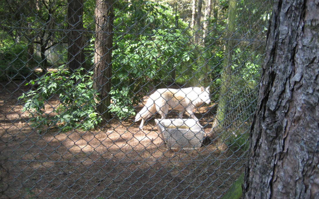 Sortie au refuge de Coat Fur