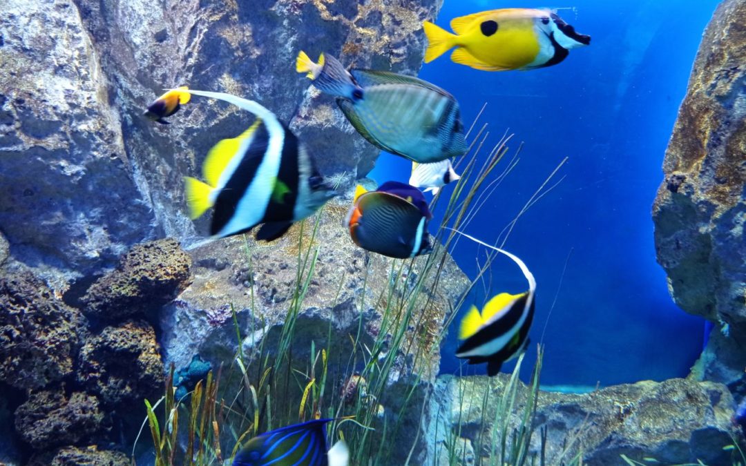 Découverte des animaux marins à l’aquarium de St Malo